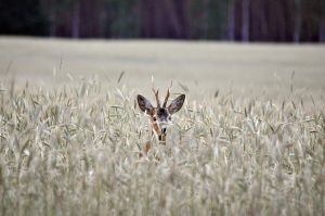 Image by Artur Pawlak from Pixabay