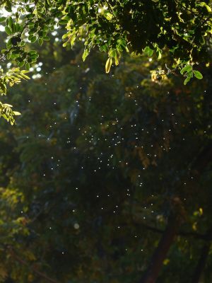 Image by Hans from Pixabay